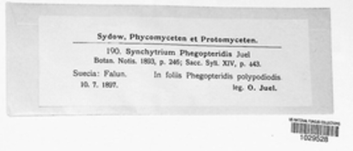 Synchytrium phegopteridis image